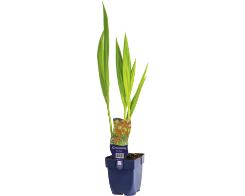 Montbretie FloraSelf Crocosmia 'Red King' Co 0,5 L