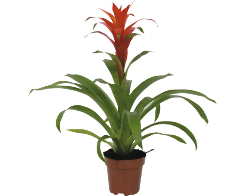 Guzmania Zimmerpflanze im Topf