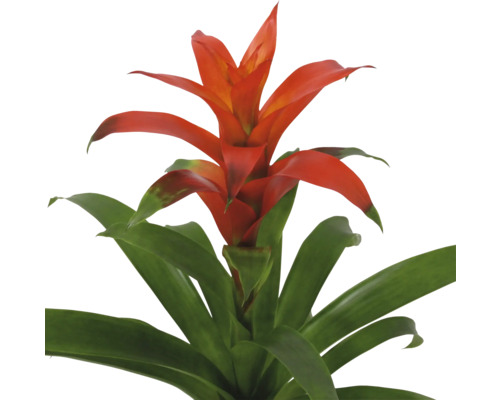 Bromelie Zimmerpflanze mit roten Blüten und grünen Blättern.