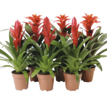 Mehrere Bromelienpflanzen in Töpfen mit roten Blütenständen