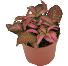 Fittonia Zimmerpflanze im Topf