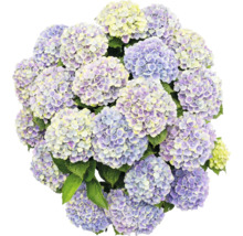 Hortensienblüten in Nahaufnahme