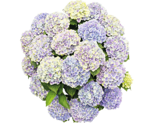 Hortensienblüten in Nahaufnahme