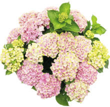 Nahaufnahme einer rosa Hortensienblüte mit grünen Blättern