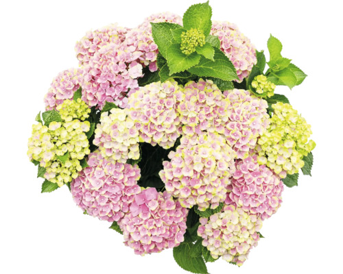 Nahaufnahme einer rosa Hortensienblüte mit grünen Blättern