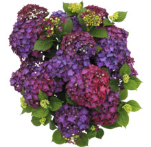 Nahaufnahme von Hortensienblüten mit Blättern