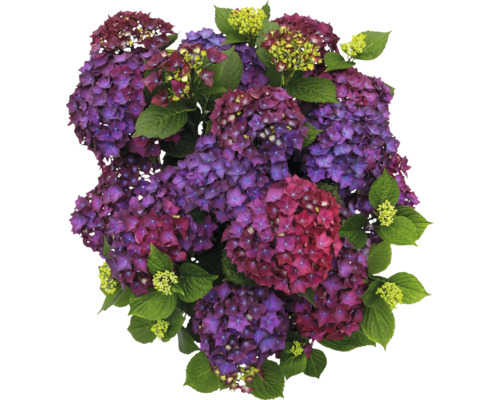 Nahaufnahme von Hortensienblüten mit Blättern