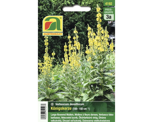 Blumensamen Austrosaat Königskerze Verbascum densiflorum