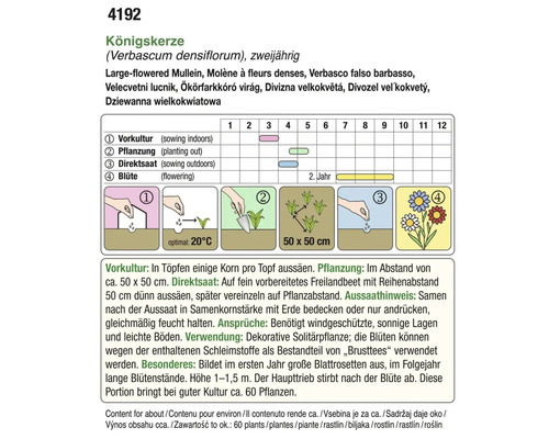 Informationen zur Aussaat und Aufzucht der Königskerze
