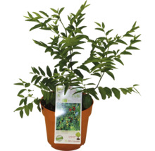 Nanking Kirsche Strauch im Topf