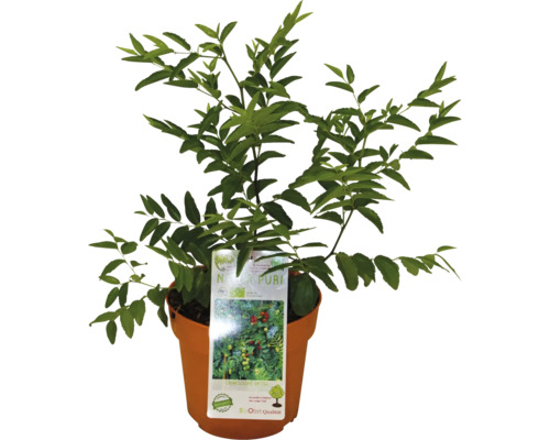 Nanking Kirsche Strauch im Topf