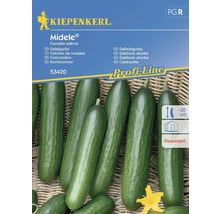 Kiepenkerl Midele Salatgurke Samenpackung