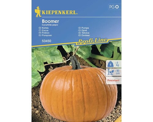 Gemüsesamen Kiepenkerl Kürbis 'Boomer'