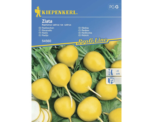 Gemüsesamen Kiepenkerl Radieschen 'Zlata'