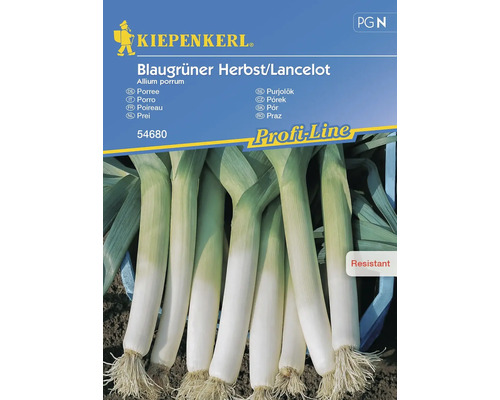 Gemüsesamen Kiepenkerl Porree 'Blaugrüner Herbst/Lancelot'