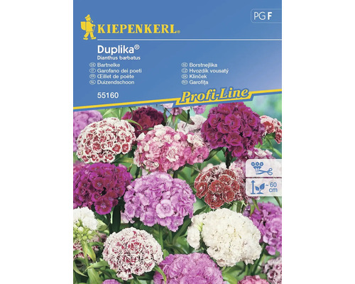 Blumensamen Kiepenkerl Bartnelke 'Duplika'