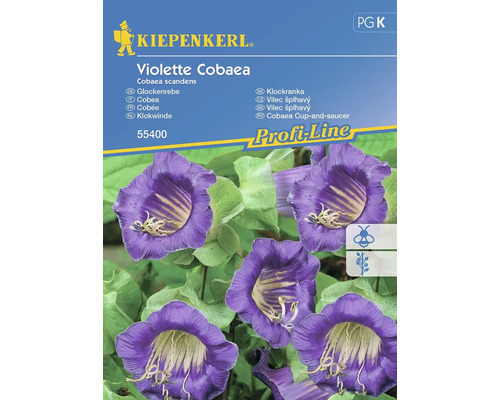 Blumensamen Kiepenkerl Glockenrebe 'Violette Cobaea'