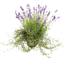 Lavendel im Topf mit kriechender Bepflanzung