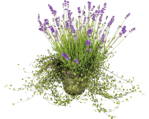 Lavendel im Topf mit kriechender Bepflanzung
