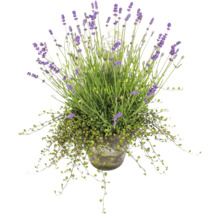 Lavendel im Topf