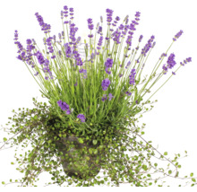 Lavendel im Topf mit Rankpflanze