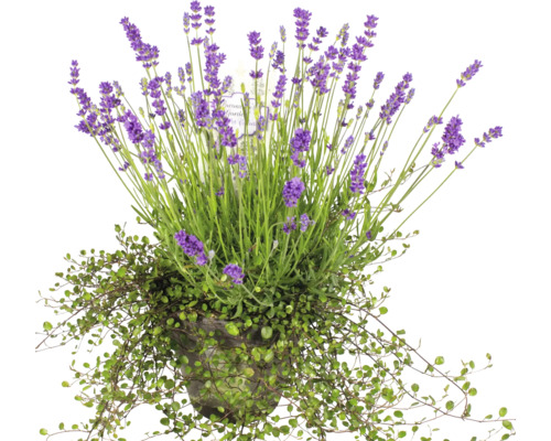Lavendel im Topf mit Rankpflanze