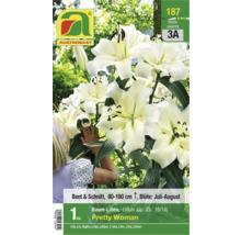 Verpackung Baum Lilien Pretty Woman, Blütezeit Juli bis August