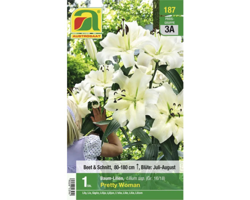 Verpackung Baum Lilien Pretty Woman, Blütezeit Juli bis August