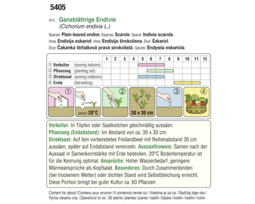 Aussaatanleitung für glattrandige Endivie