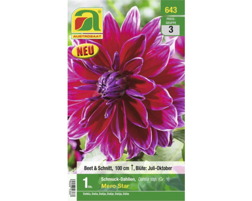 Blumenzwiebel Austrosaat Dahlie 'Mero Star' 1 Stk.