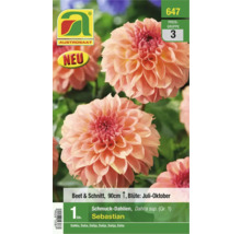 Austro Saat Blumensamen Schmuckdahlien Sebastian