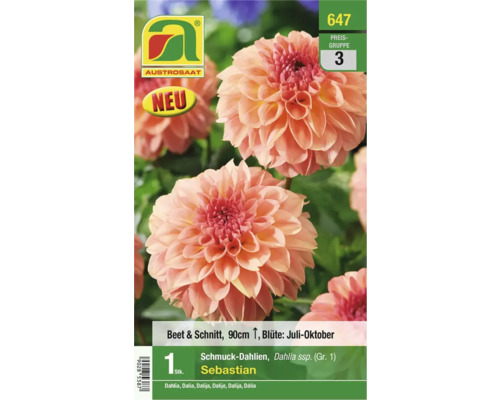 Blumenzwiebel Austrosaat Dahlie 'Sebastian' 1 Stk.