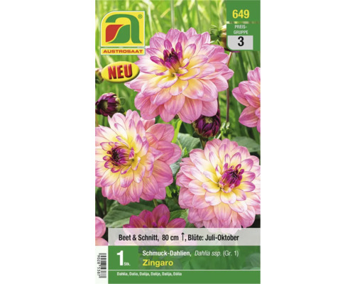 Blumenzwiebel Austrosaat Dahlie 'Zingaro' 1 Stk.