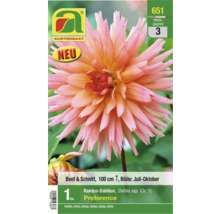 Kaktusdahlien Preference, Beet- und Schnittblume, wird bis zu 100 cm hoch