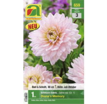 Schmuckdahlie Diana''s Memory für Beet und Schnitt, Blütezeit Juli bis Oktober