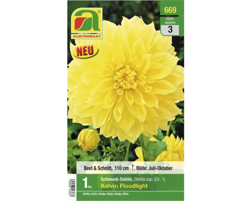 Blumenzwiebel Austrosaat Dahlie 'Kelvin Floodlight' 1 Stk. Packung Schmuckdahlie Kelvin Floodlight, Beet- und Schnittblume, circa 110 Zentimeter hoch
