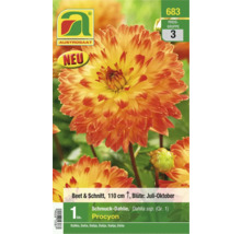 Verpackung Schmuckdahlien der Sorte Procyon, Beet und Schnittblume