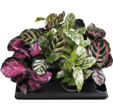 Mehrere Korbmaranten in einem Tablett