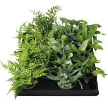 Verschiedene Farne in Töpfen auf einem Tablett