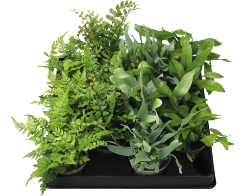 Verschiedene Farne in Töpfen auf einem Tablett