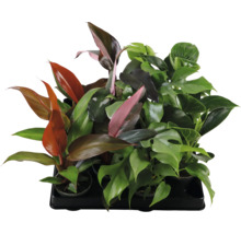 Mehrere Zimmerpflanzen in einer schwarzen Schale.