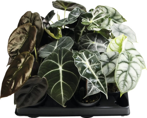 Mehrere Alocasia-Pflanzen in einem Behälter