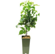 Himbeerpflanze im Topf