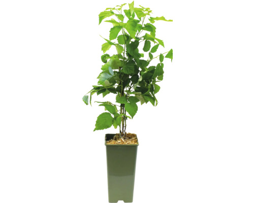 Himbeerpflanze im Topf