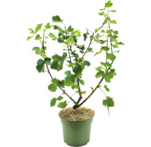 Johannisbeere im Topf mit grünen Blättern