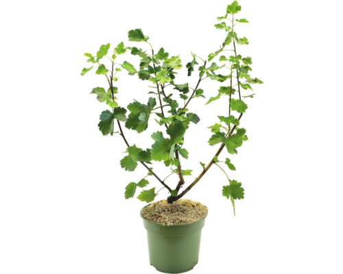 Johannisbeere im Topf mit grünen Blättern