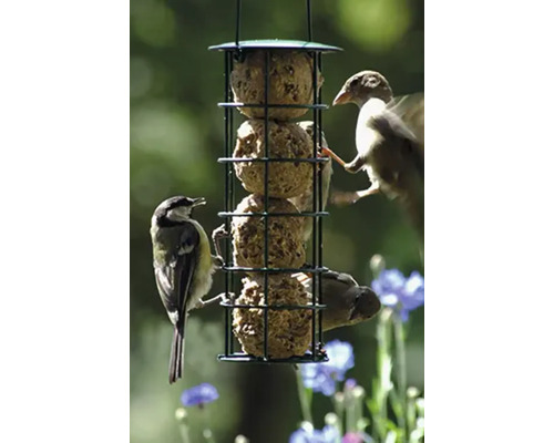 Vogelfutterspender mit Meisenknödeln und Vögeln