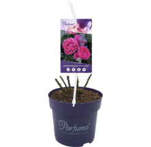 Gartenprinzessin Marie-Jose Rose im Topf