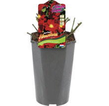 Bodendeckerrose im Topf