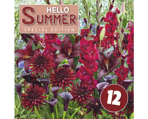 Blumenzwiebel-Mix Austrosaat 'Hello Summer! Burgundy' mit Dahlie, Gladiole, Lilie & Calla 30 Stk.